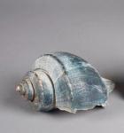 Shell (793)